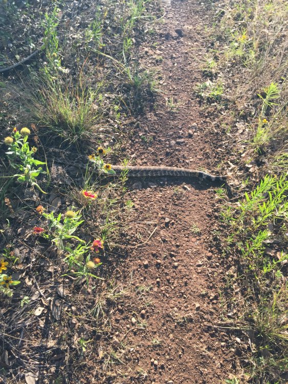 Rattlesnake2_IMG_1665.JPG