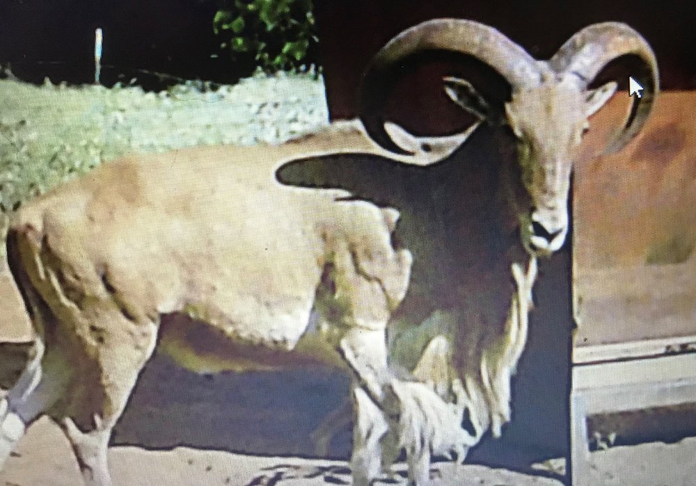 Goat.jpg