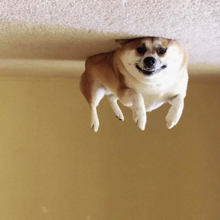 885272605_dogfilledwithhelium.thumb.jpg.5d3c4c38dc1786e61097b1686881067a.jpg
