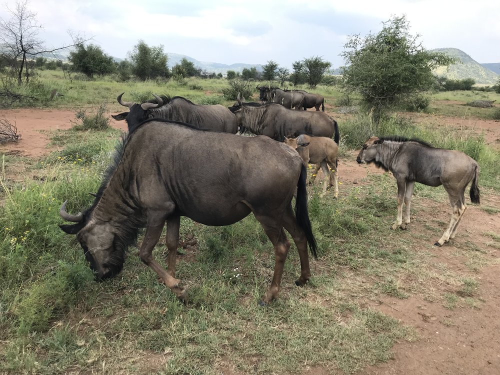 1576778696_Wildebeest1.thumb.JPG.8c182b213d9dfd62b95ea1c3f1c09e55.JPG