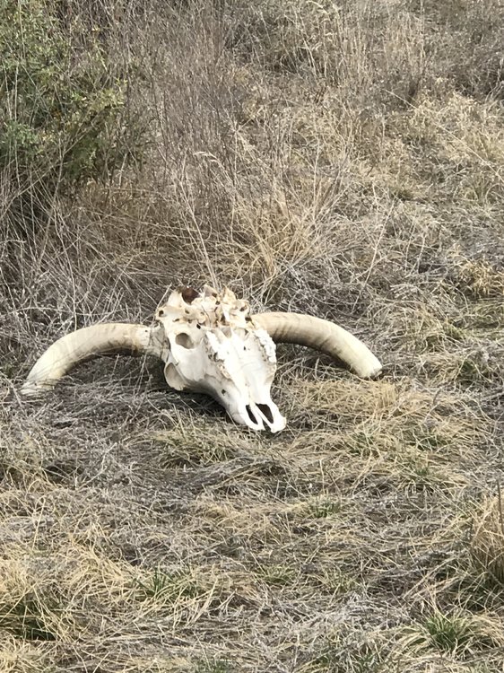 Cow skull.jpg