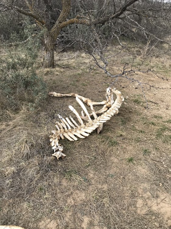 Cow bones.jpg