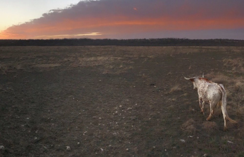 Longhorn sunset.JPG