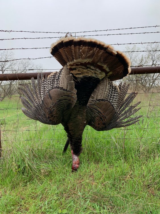 Turkey2.JPEG