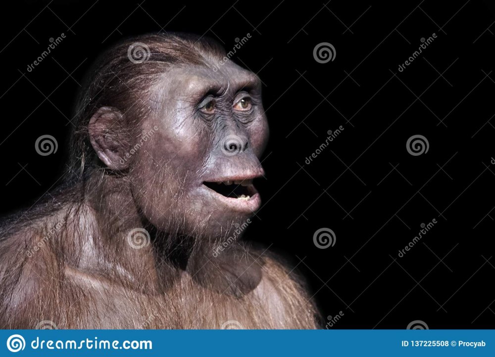australopithecus-afarensis-expression-one-our-most-ancient-ancestors-137225508.jpg