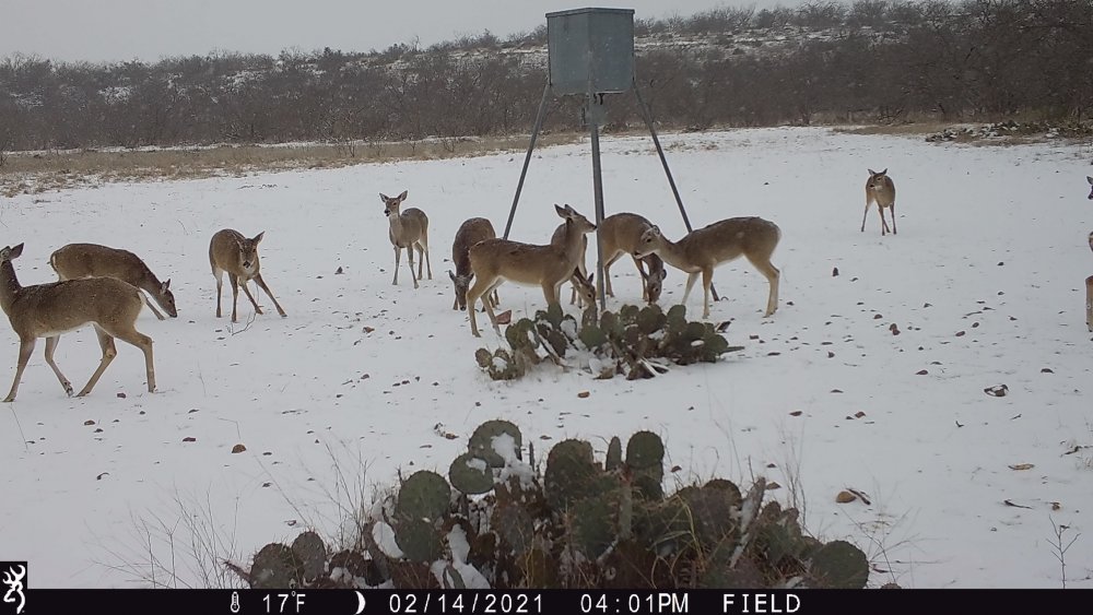 Deer feeder snow.jpeg