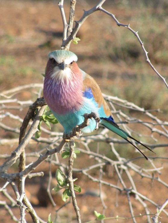 1997670209_LilacBreastedRoller1.thumb.JPG.4f71d1e26fe58d6b6fec079fe3819c1f.JPG