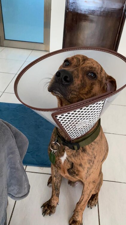 tigger real cone.jpg