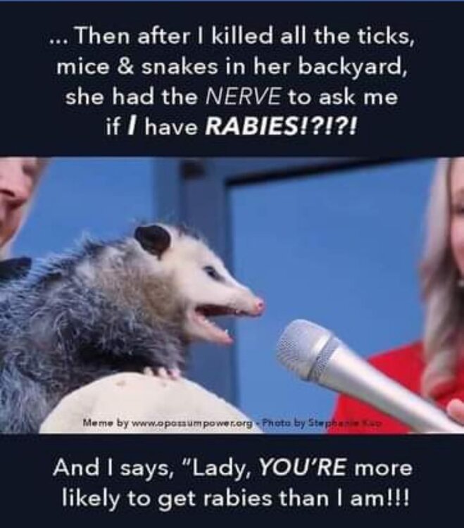 possum.jpg