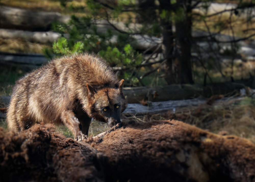 wolf4.exposure5 (1).jpg