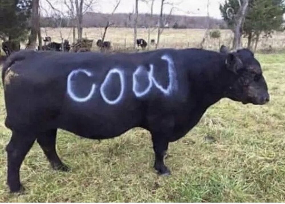 COW.jpg