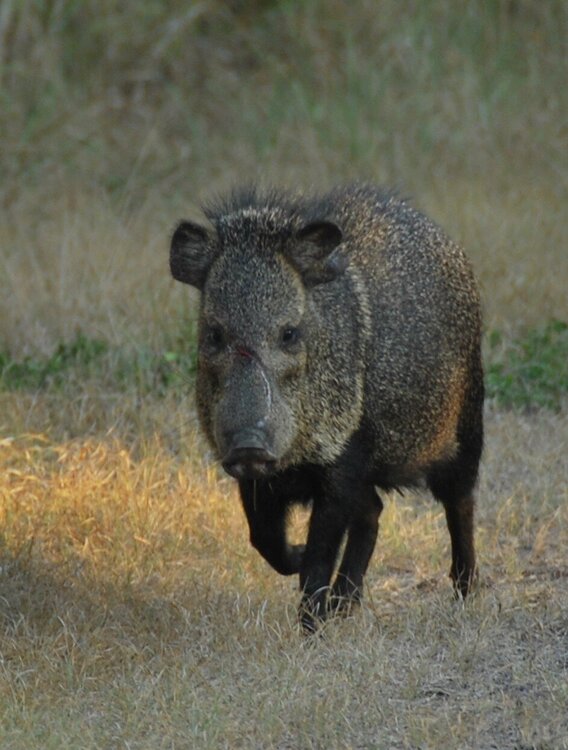 javelina 1.jpg