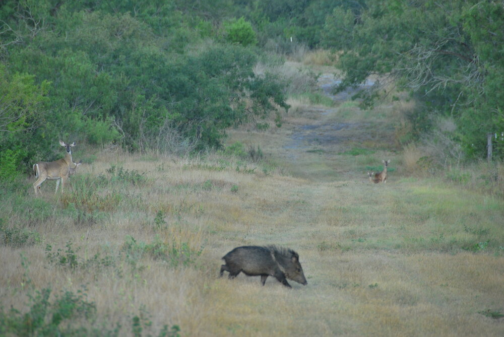 doe n fan n javelina.JPG