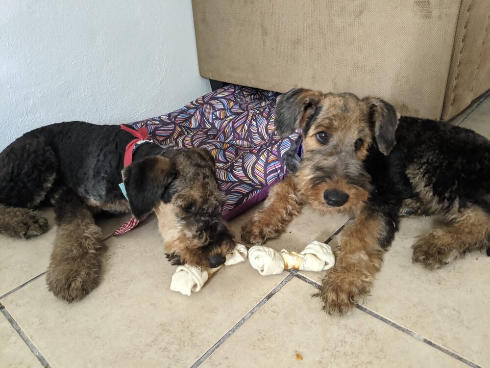 Matti Ollie bones 9-11-21.jpg