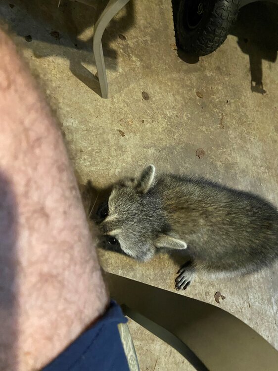 1574231198_raccoon2.thumb.jpg.10d5aaa9b6e2b61e6b08068e3d0ad0a6.jpg