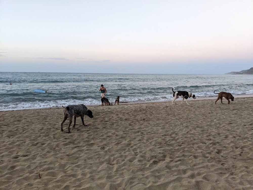 dogs sayulita.jpg