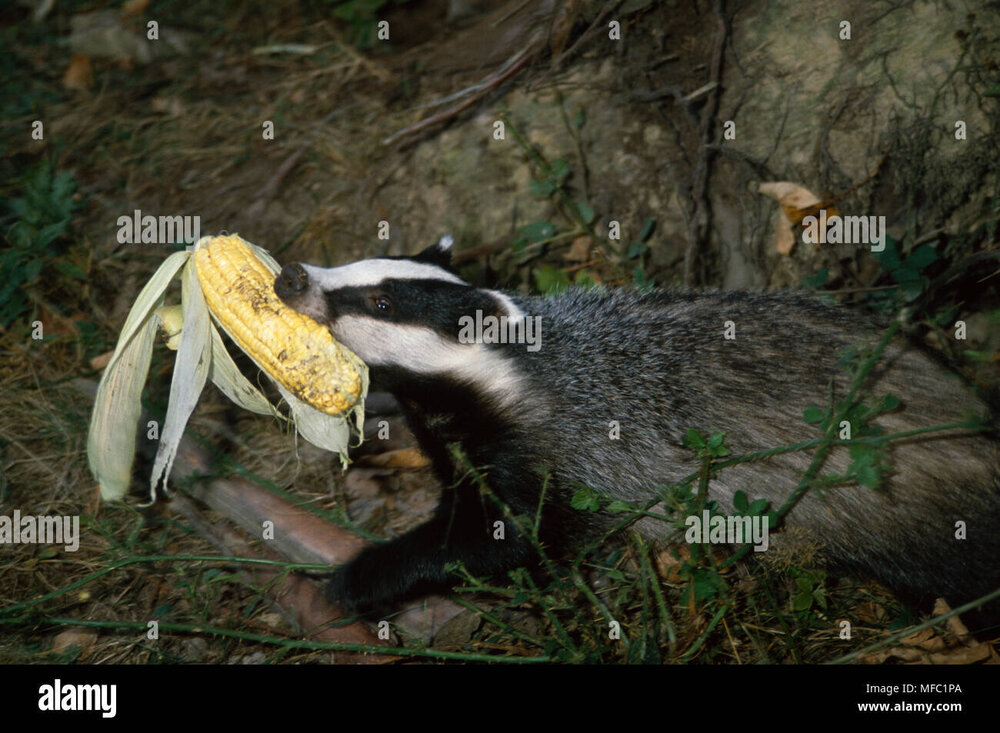 badger-carrying-meles-meles-sweetcorn-cob-taken-from-garden-MFC1PA.jpg