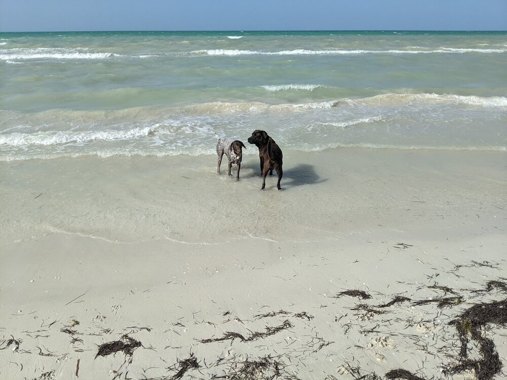 sprinkles random dog el cuyo.jpg