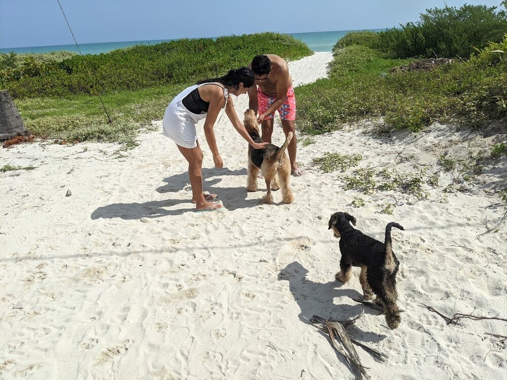 amelie and new airedale el cuyo.jpg