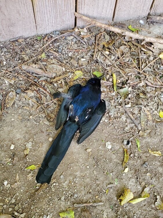 Screenshot_20220122-183709_Amazon Photos.jpg