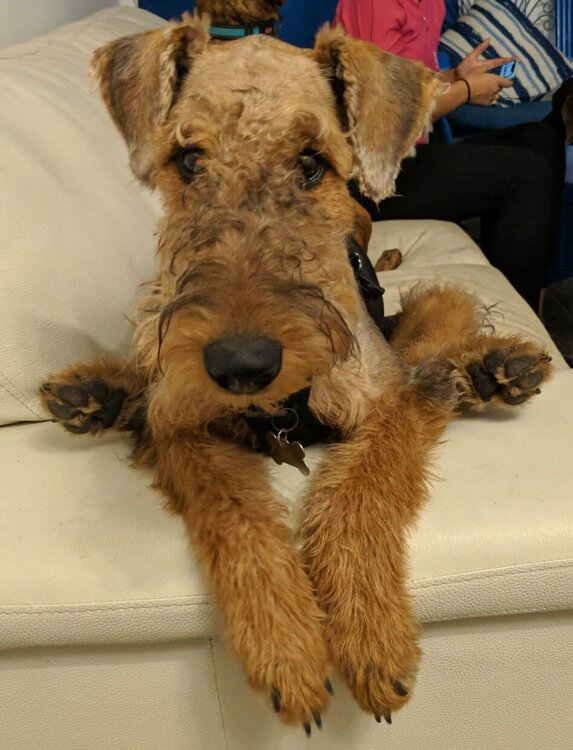 ollie rabbit (2).jpg