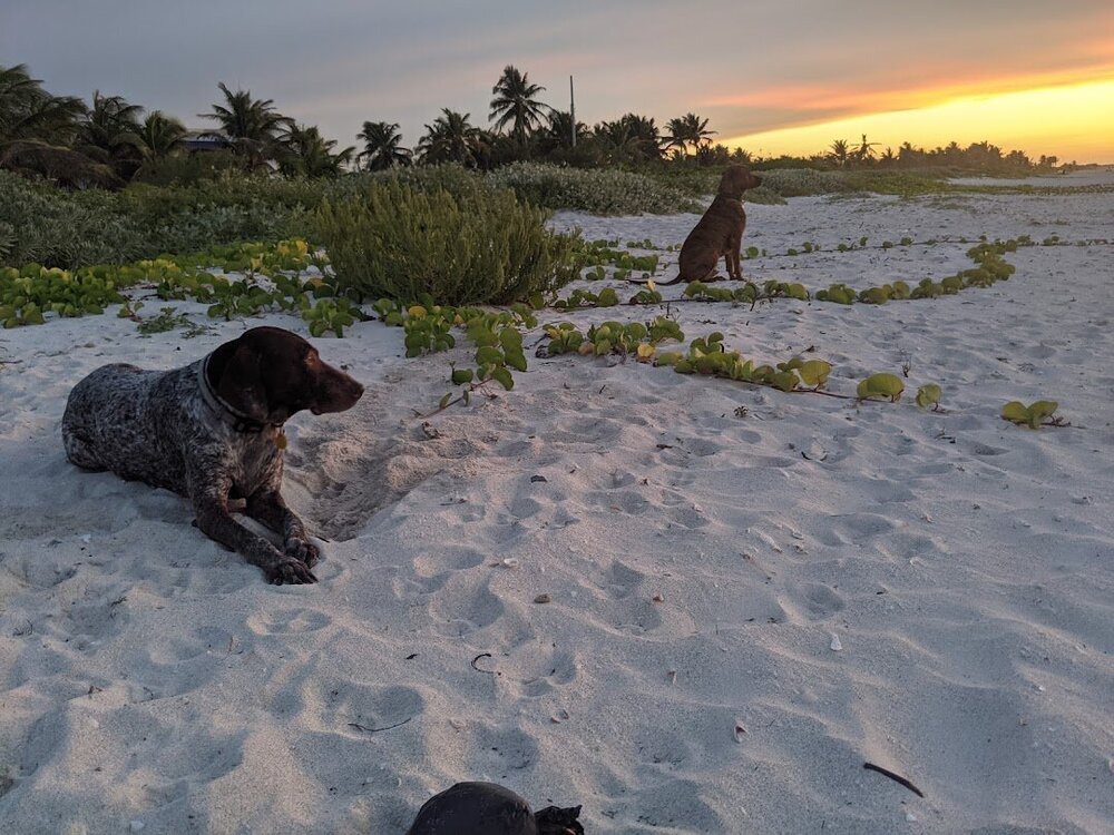 sprinkles tigger sunset beach el cuyo.jpg