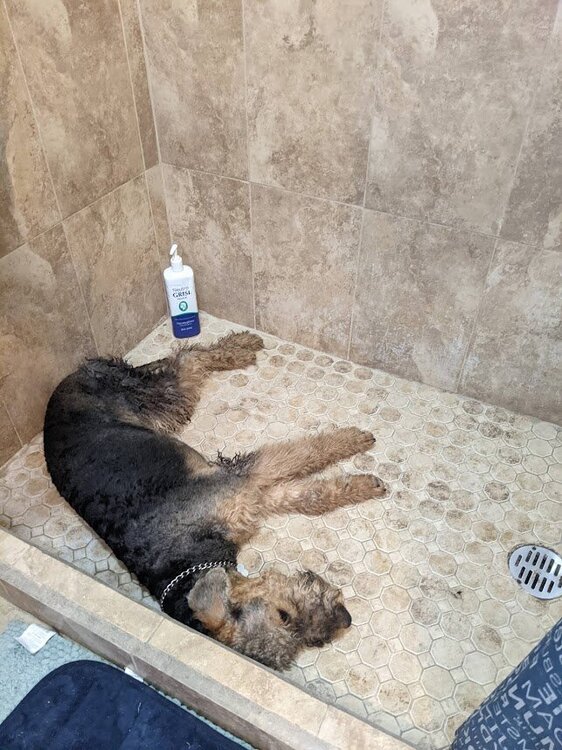 matti shower idiot.jpg