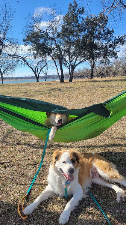 zig hammock.jpg