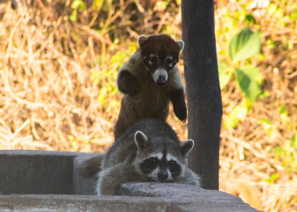 coz cross breeding.jpg