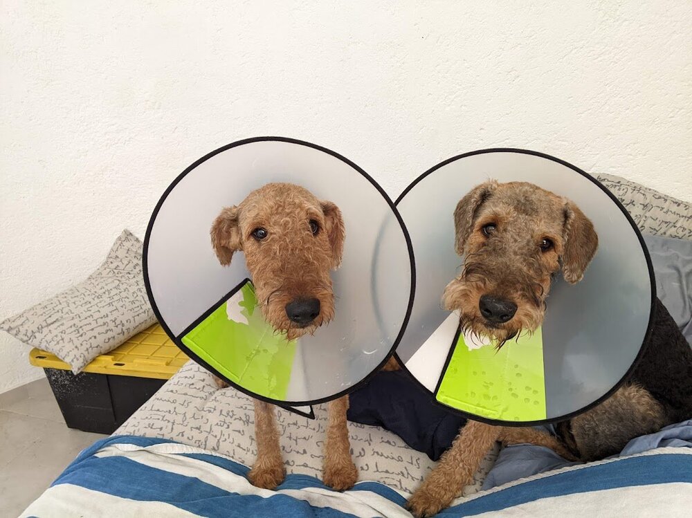 puppies cones.jpg