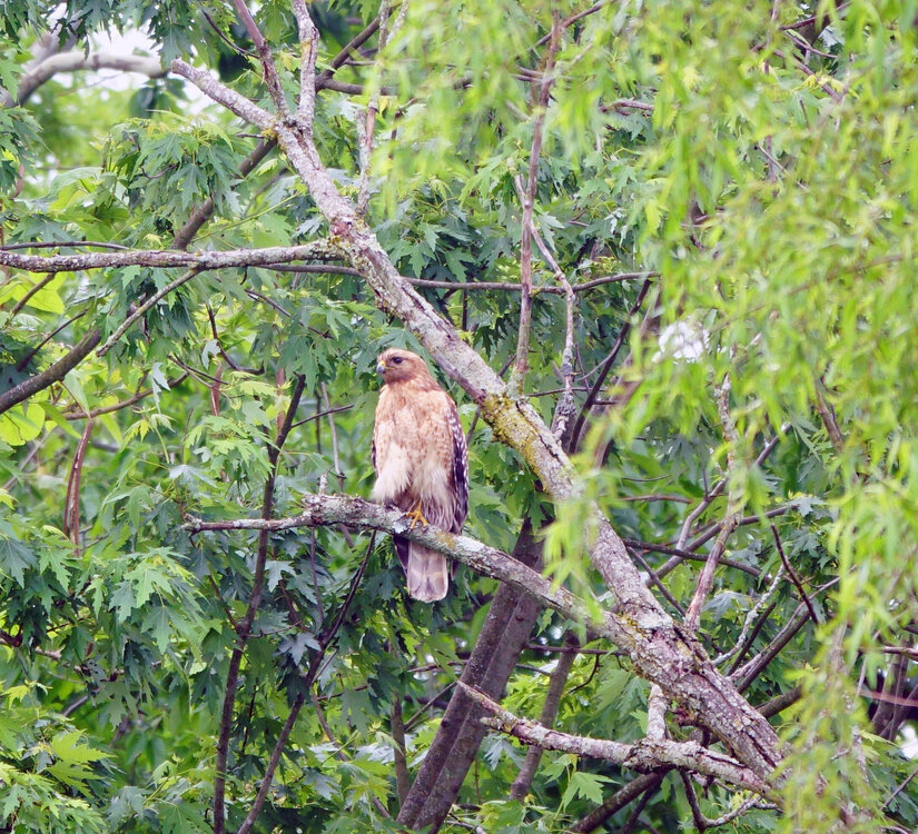 1571715_RedShoulderedHawk.thumb.jpg.2de6ecbe19756c300f249bfe4745b110.jpg