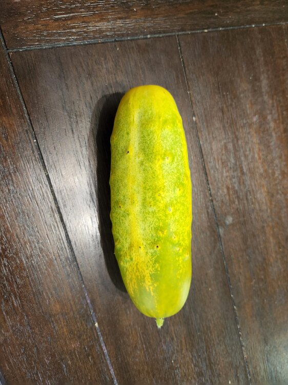 pickle.jpg