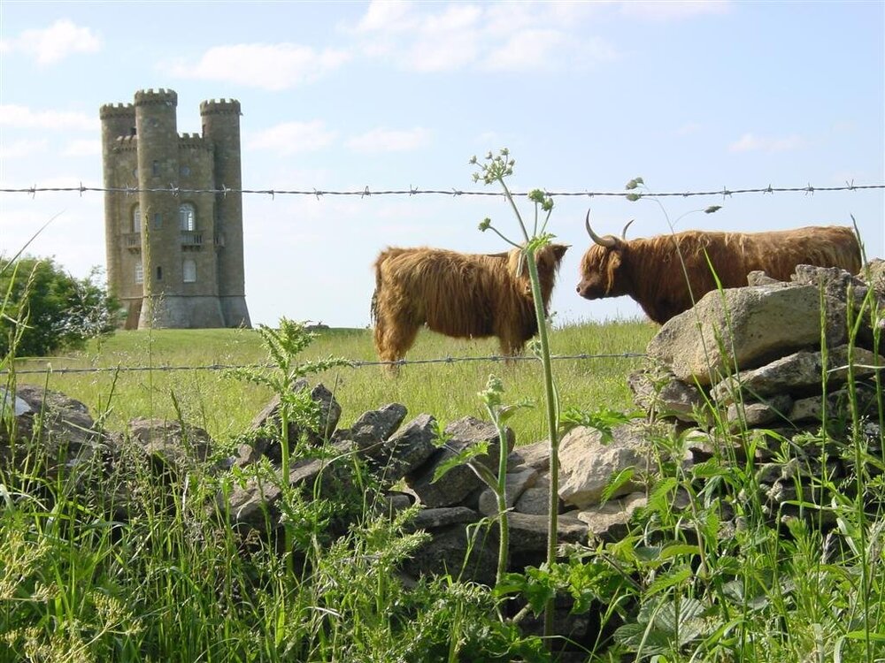 1705552877_BroadwayTowerandHighlandCattle(4).thumb.jpg.74482d49588a415a0a3abe653eb031d8.jpg
