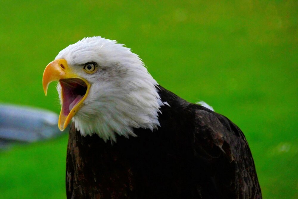 45168146_WarwickCastle-BaldEagle4.thumb.jpg.6fb0da495507d05700826d880aa35019.jpg