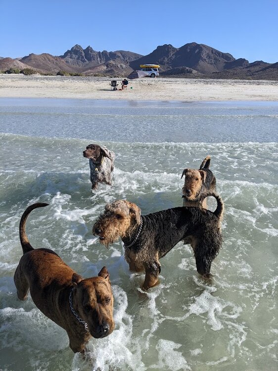 all dogs tecolote March 2022.jpg