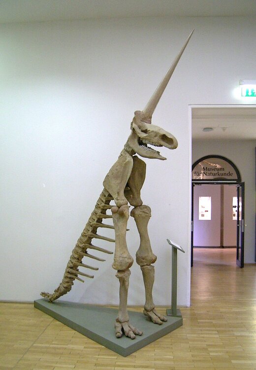 magdeburg unicorn.jpeg