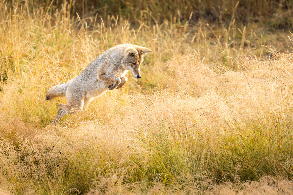 coyote jump V4 (1 of 1).jpg
