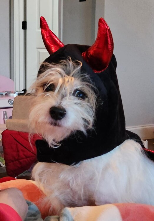 biscuit halloween.jpg