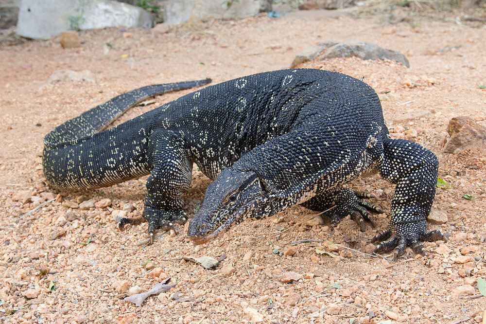 1200px-Varanus_salvator_-_01.jpg