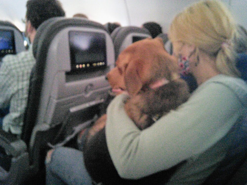 stupid cunt dog AA.jpg