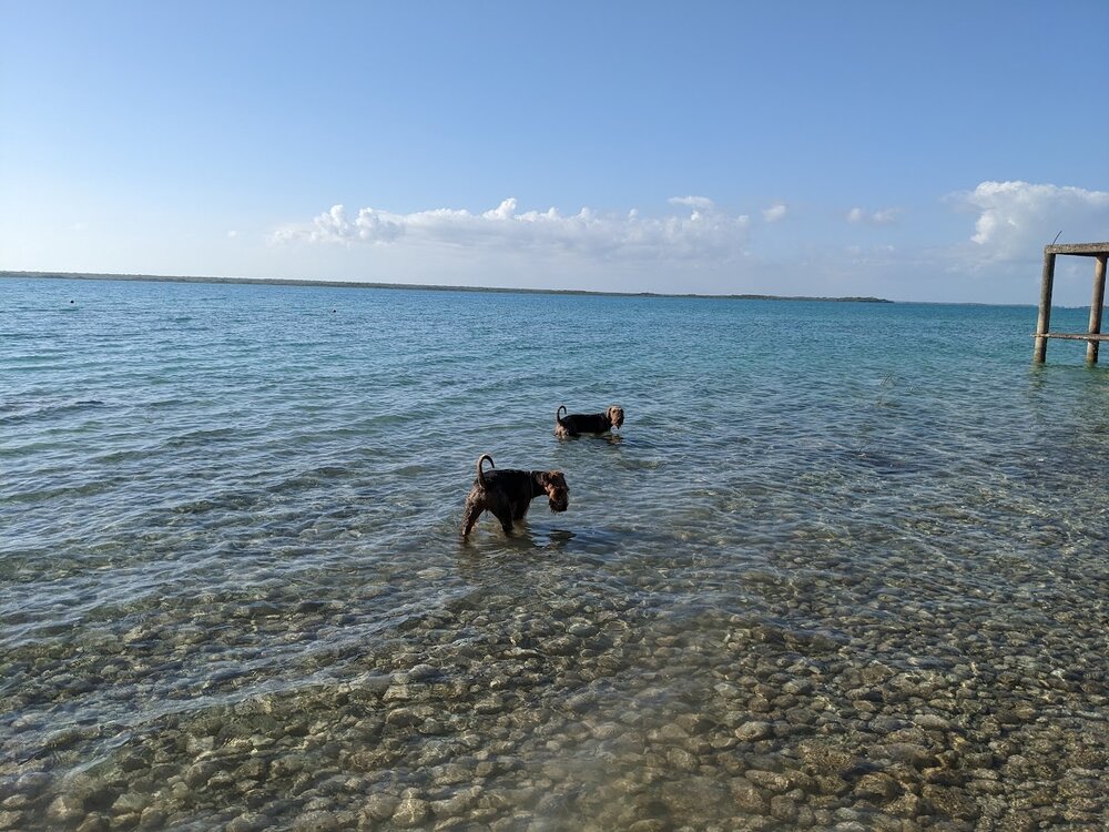 bacalar lake terriers.jpg
