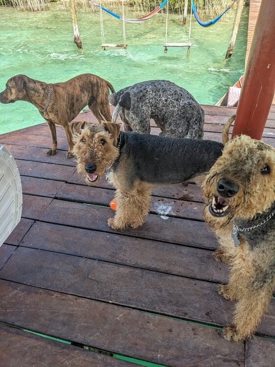 dogs dock bacalar.jpg