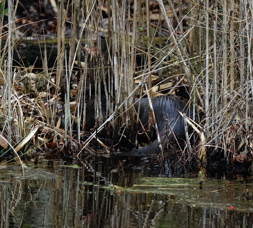 Otter 3.jpg