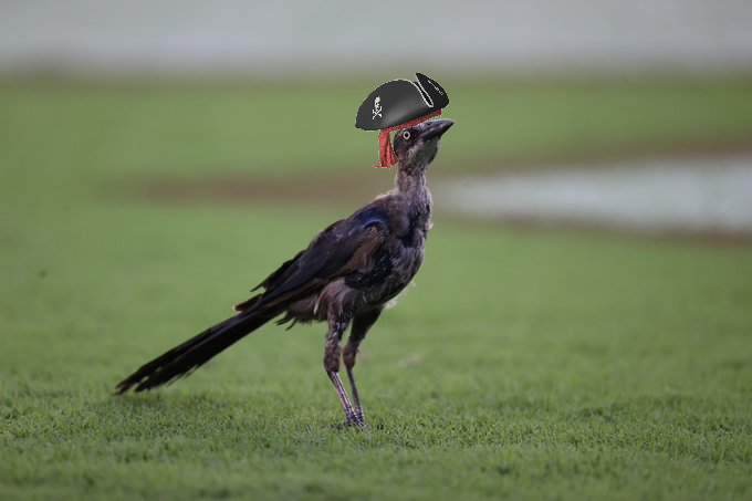 grackle.png.a27adde38aeac6023a741d202151a725.png.75ca91ff2fdb0a560012abe31798ac51.png