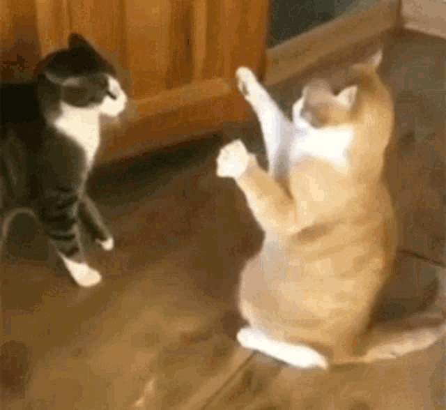 cat-fight-cat.gif.5bff307e1574167498c348ea5e9c56ee.gif