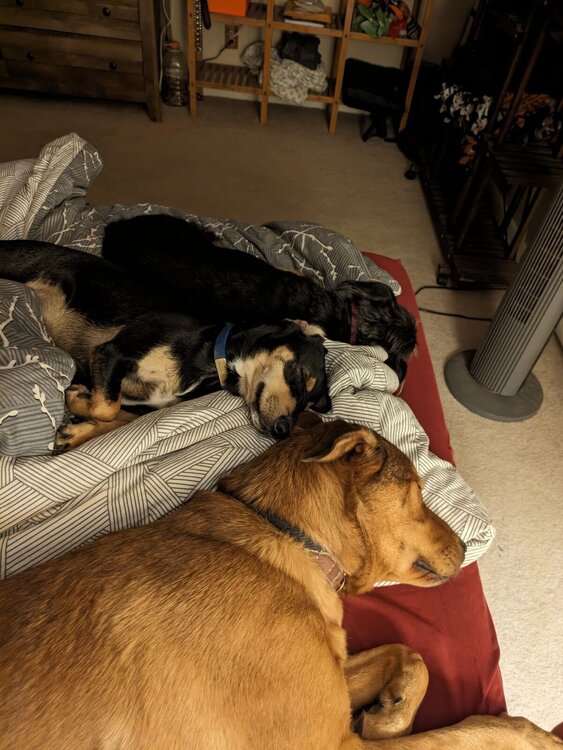 Sleeping Pups.jpg