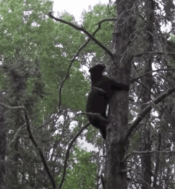 bear-falling.gif.505b3dd6ce74d7b109fc32909e6bed6a.gif