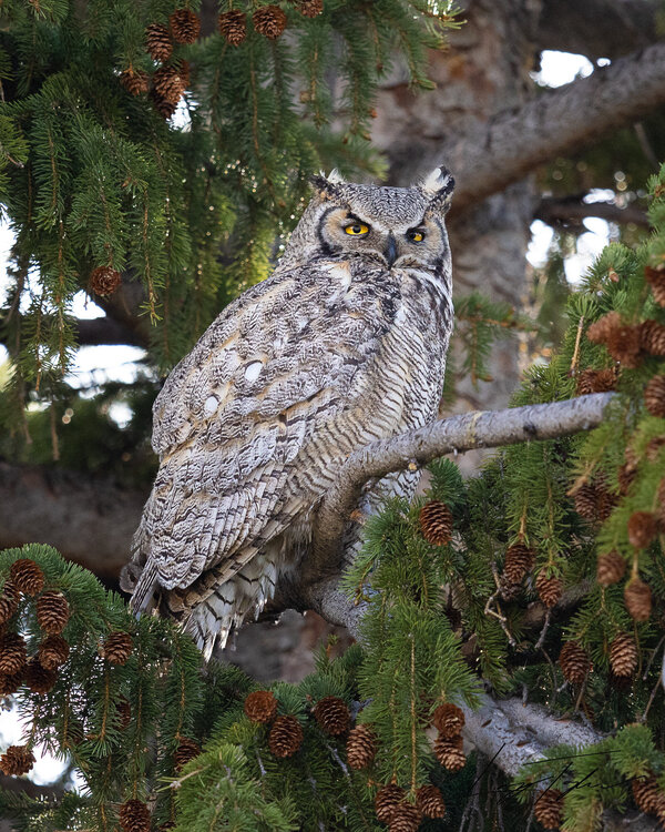 owl(18of1).thumb.jpg.625699f7a9a6975d3f5b420cbbedab61.jpg