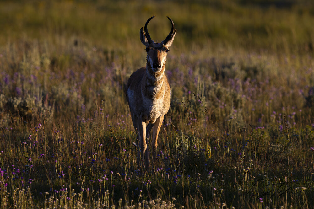pronghorn(1of1)-2.thumb.jpg.e77b54cf6c843396a9d4b0b0a413d9d3.jpg