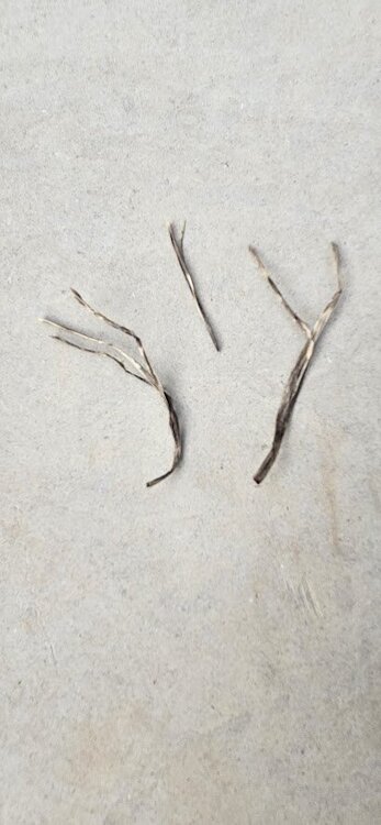 root 20230912_185350.jpg